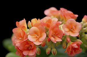 ai generado kalanchoe Blossfeldiana. ai generado foto