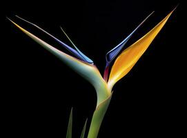 AI generated Bird of paradise flower isolated on black background. AI Generated photo