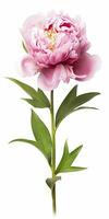 AI generated Peony isolated on white background. AI Generated photo