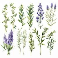 AI generated Collection of watercolor herbs clipart on white background. AI Generated photo