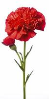 AI generated Red Carnation isolated on white background. AI Generated photo