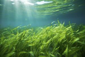 AI generated Underwater view of a group of seabed with green seagrass. AI Generated photo