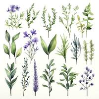 AI generated Collection of watercolor herbs clipart on white background. AI Generated photo