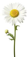 AI generated Common daisy isolated on white background. AI Generated photo