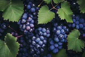 AI generated Flat lay background of vines, lots of organic blue dark grapes. AI Generated photo