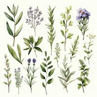 AI generated Collection of watercolor herbs clipart on white background. AI Generated photo