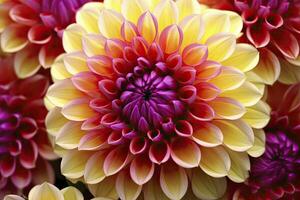 AI generated Dahlia flower background.  AI Generated. photo