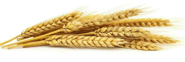 AI generated Wheat ears isolated on white background. AI Generated. photo