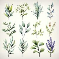 AI generated Collection of watercolor herbs clipart on white background. AI Generated photo