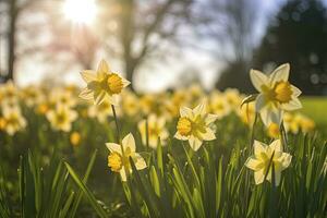 AI generated Daffodils in spring backlit by sun. AI Generated photo