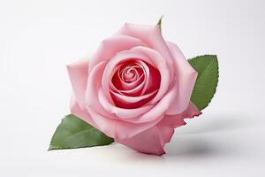 AI generated Pink rose isolated on white background. AI Generated photo