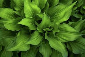 AI generated A plant with lots of large green leaves. AI Generated photo