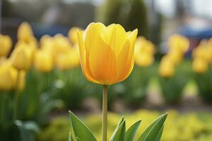 ai generado amarillo tulipán en el jardín. ai generado foto