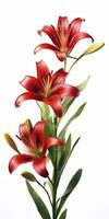 AI generated Red Lilies isolated on white background. AI Generated photo