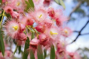 AI generated Beautiful Gum tree pink flowers and buds. AI Generated photo