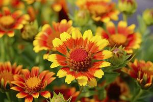 AI generated Gaillardia or Blanket Flower. Bright and Colorful Shades of Warm Tones. AI Generated photo