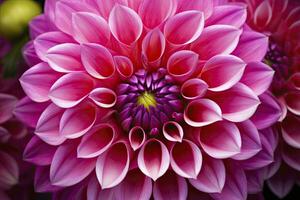 AI generated Dahlia flower background.  AI Generated. photo