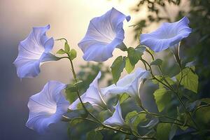 AI generated Morning Glory vine unfurling its delicate petals in the morning light. AI Generated photo