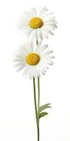 AI generated Common daisy isolated on white background. AI Generated photo