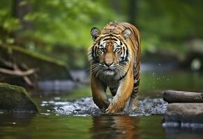 AI generated Amur tiger walking in the water. Dangerous animal.  Animal in a green forest stream. Generative AI photo