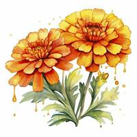 AI generated Watercolor autumn marigold flowers with raindrops on white background. AI Generated photo