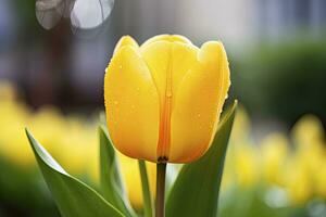 AI generated Yellow tulip in the garden. AI Generated photo