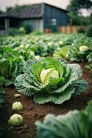 AI generated A lush vegetable field with a picturesque house in the background photo