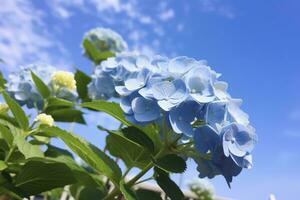 AI generated Blue French hydrangea under blue sky. AI Generated photo