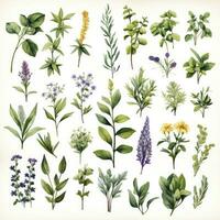 AI generated Collection of watercolor herbs clipart on white background. AI Generated photo