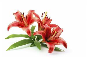 AI generated Red Lilies isolated on white background. AI Generated photo