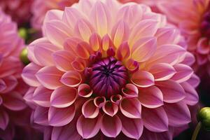 AI generated Dahlia flower background.  AI Generated. photo