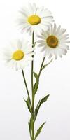 AI generated Common daisy isolated on white background. AI Generated photo