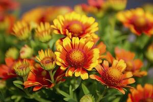 ai generado gaillardia o cobija flor. brillante y vistoso sombras de calentar tonos ai generado foto