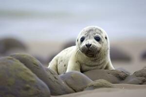 AI generated Harbor seal cub. AI Generated photo