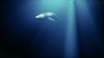 un majestuoso blanco ballena nadando entre escuelas de pescado video