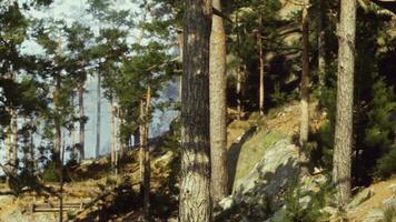 un sereno conífero bosque en el alemán Alpes video