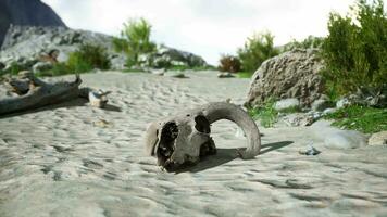 A small animal skull on a sandy surface video