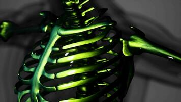 3d gerendert medizinisch Animation von männlich Knochen Anatomie video