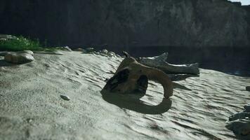 A large animal skull on a sandy surface video