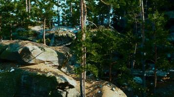 A group of trees that are sitting on some rocks video