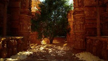 A tree is growing in between two stone pillars video