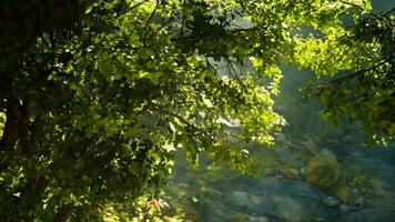 A stream running through a lush green forest video