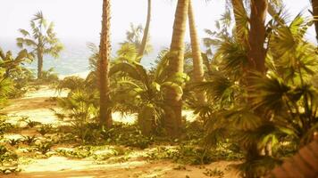 A view of a beach with palm trees and the ocean in the background video