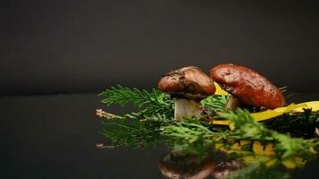 forest mushrooms with leaves, branches and fir trees on black background video