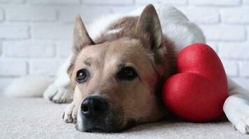 Valentines day. dog holding red heart, lying on rug at home video