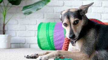 cat walking in cat toy tunnel, dog playing with a soft toy video