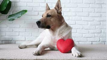 Valentines day. dog holding red heart, lying on rug at home video