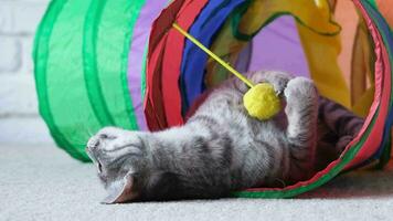 söt randig kattunge spelar i en färgrik katt tunnel video
