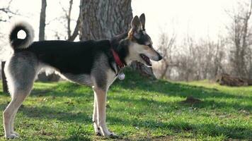 feliz misturado procriar cachorro vestindo cachorro colarinho corrida através verde campo, lento movimento video