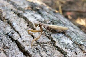 Locusts perched on the bark of an old tree. photo